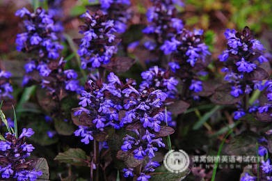 A-Level课程：世界名校通行证