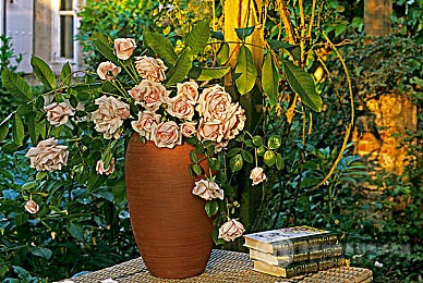 小白文：英国A-level的六个主要课程介绍