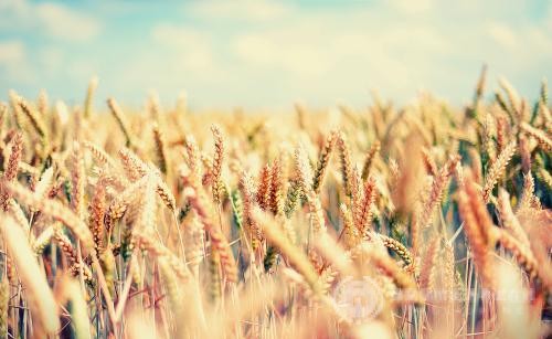 IB和AP成绩,申请名校哪个更有优势？