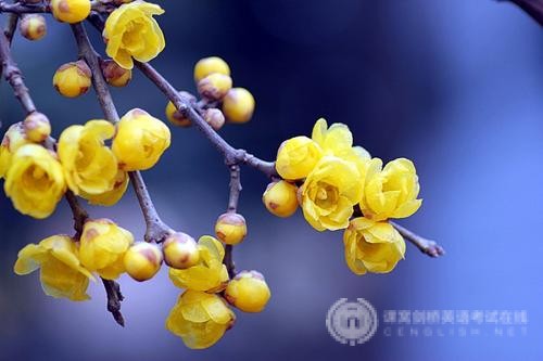 新SAT阅读考试难点如何突破