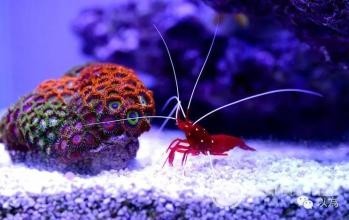 SAT数学考试必备专业词汇（三）