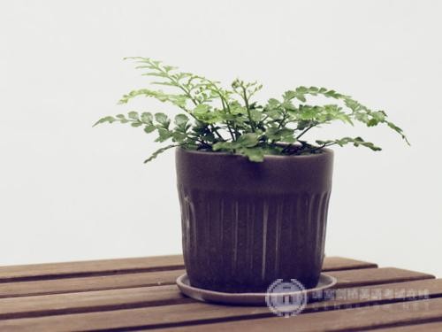 ALevel课程：三年制和四年制的不同点