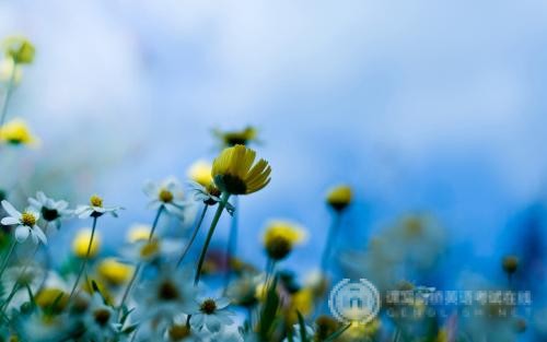 新加坡网络工程大学排名情况介绍