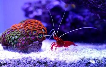 新加坡低龄选校方式有哪些